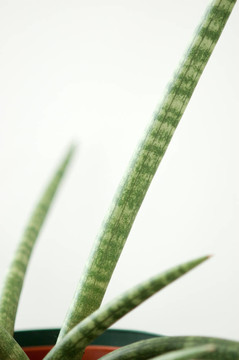 干