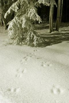冰凍：雪中的痕跡