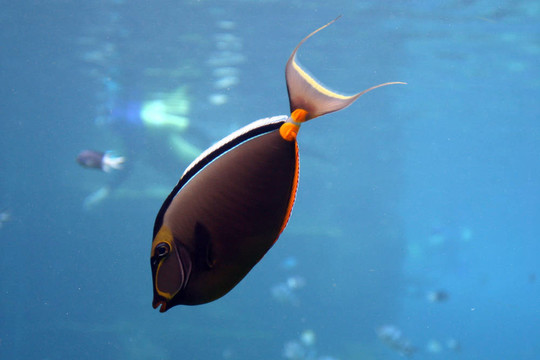 熱帶魚
