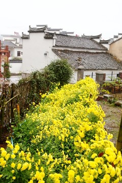徽州農(nóng)家田園