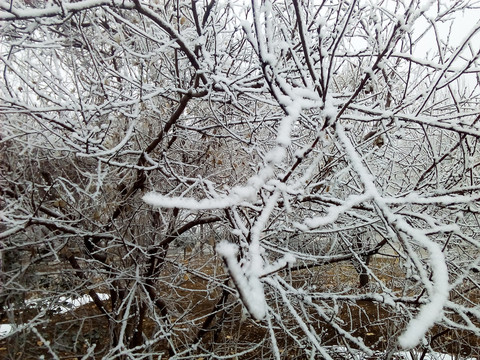 霧松