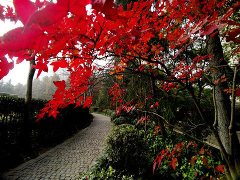 紅葉