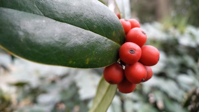 紅果子