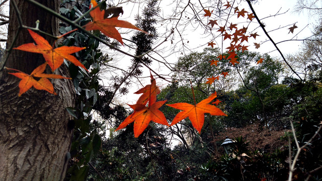 紅葉