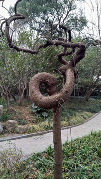 扭曲的樹(shù)