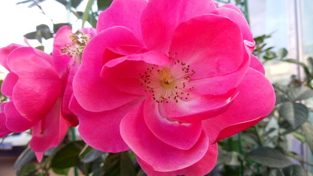 茶花 白色茶花 山茶花