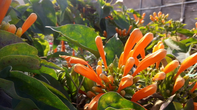 炮仗花 炮竹花 庭院花栽培