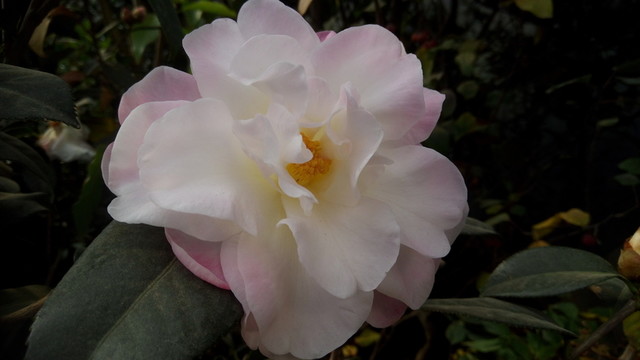 茶花 白色茶花 山茶花