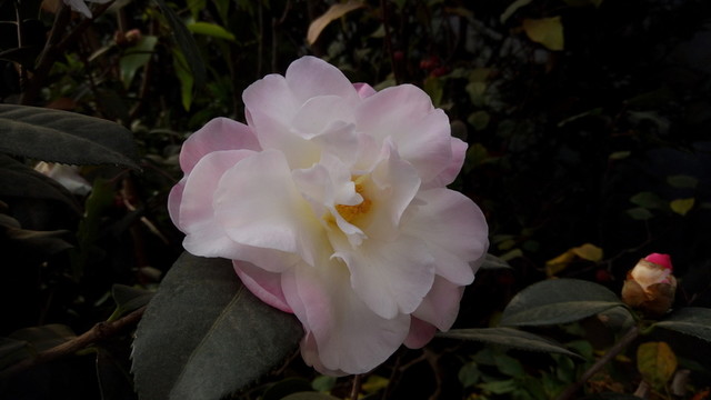 茶花 白色茶花 山茶花