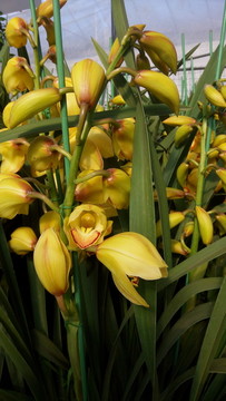 蘭花 君子蘭花 蘭花栽培