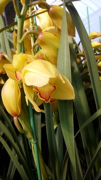 蘭花 君子蘭花 蘭花栽培