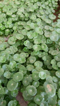 金錢蓮 金錢草 財源滾滾