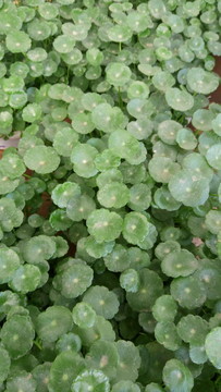 金錢蓮 金錢草 財(cái)源滾滾
