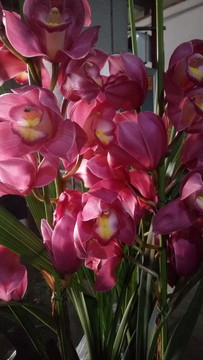 蘭花 蘭花種植 蘭花栽培