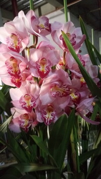 蘭花 蘭花種植 蘭花栽培