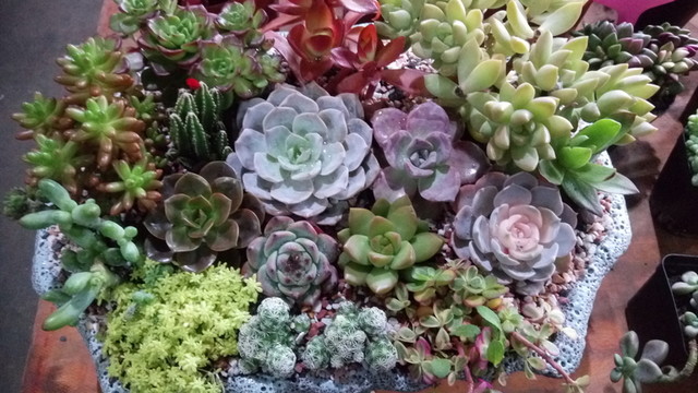 多肉植物 多肉盆栽 沙漠植物