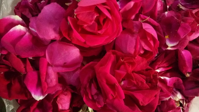 玫瑰花 紅玫瑰 玫瑰花瓣