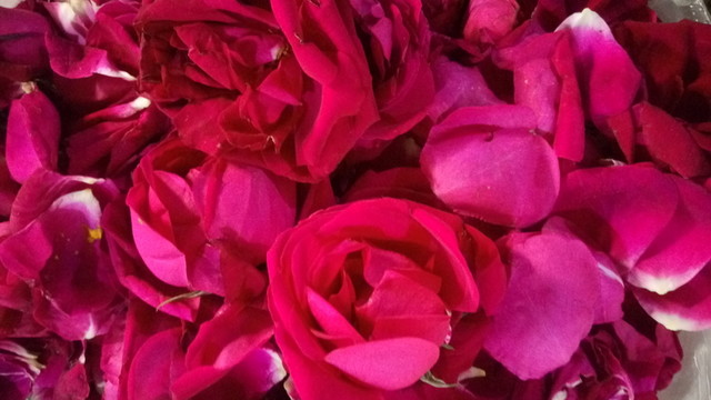 玫瑰花 紅玫瑰 玫瑰花瓣