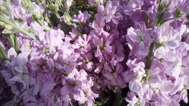 碎花 紫色小花 浪漫情懷