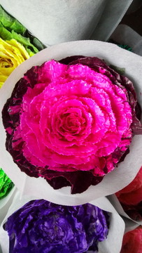 菜花 花菜 菜花新品 植物新品