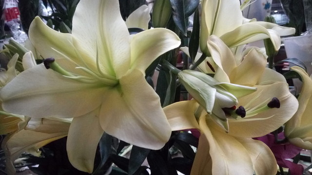百合 百合盆栽 百合花栽培
