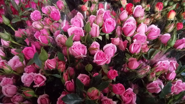 玫瑰花 粉玫瑰 玫瑰 玫瑰背景