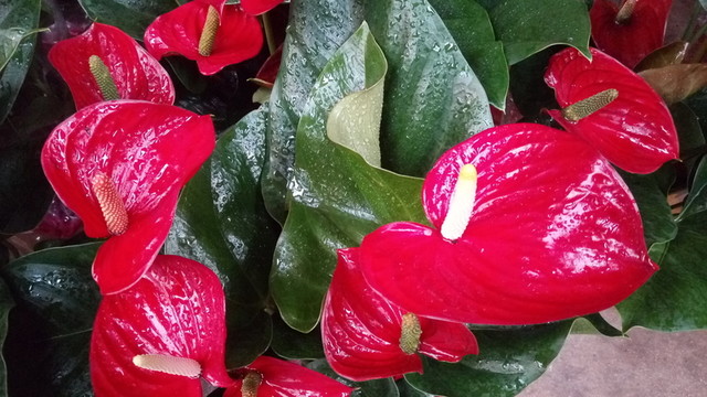 紅花 葉子花 植物栽培 鮮花