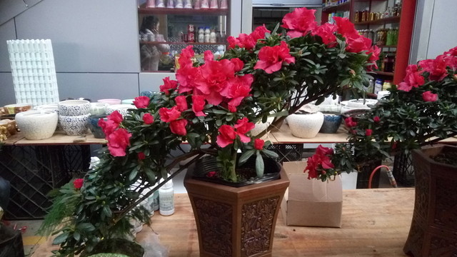 杜鵑花 盆景 杜鵑花栽培