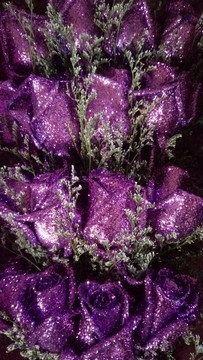 玫瑰花 紫玫瑰 浪漫玫瑰
