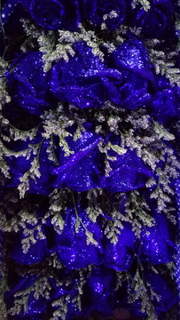 玫瑰花 藍(lán)玫瑰 藍(lán)玫瑰背景