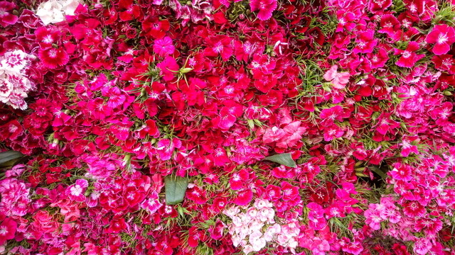 碎花 紫紅花 鮮花背景