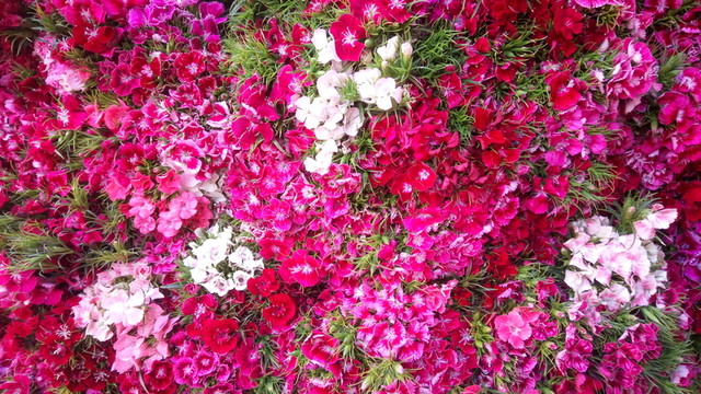 碎花 紫紅花 鮮花背景