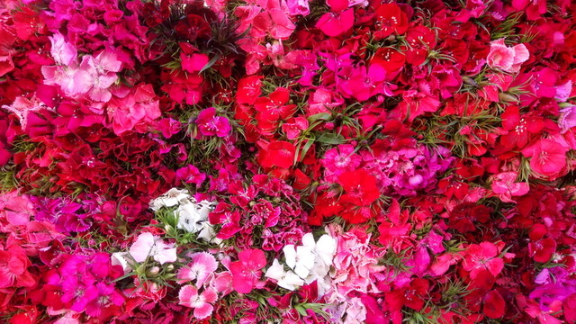 碎花 紫紅花 紫紅小花 碎花背