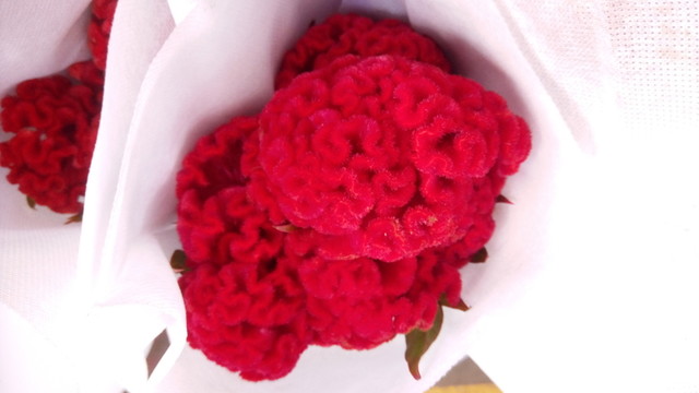 雞冠花 紅色雞冠花 奇怪的花