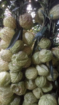 果實(shí) 特色農(nóng)業(yè) 果實(shí)種植 泡泡