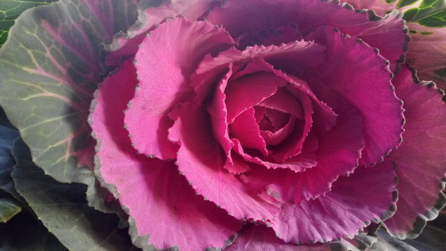 菜花 紅色菜花 奇怪菜花 花菜