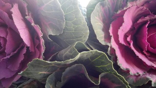 菜花 紅色菜花 奇怪菜花 花菜
