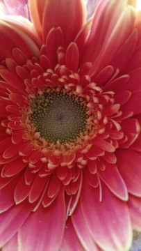 向陽花 太陽花 葵花 鮮花
