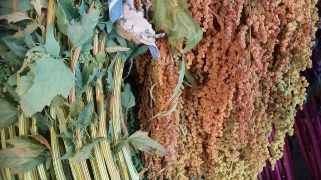 穗 豐收 特色農作物 花卉