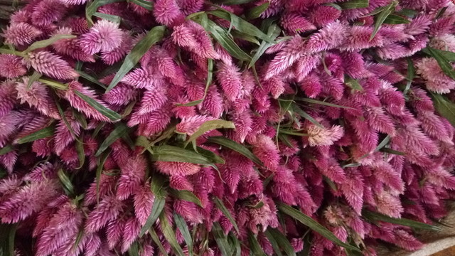 穗花 鮮花 鮮花素材 花卉背景