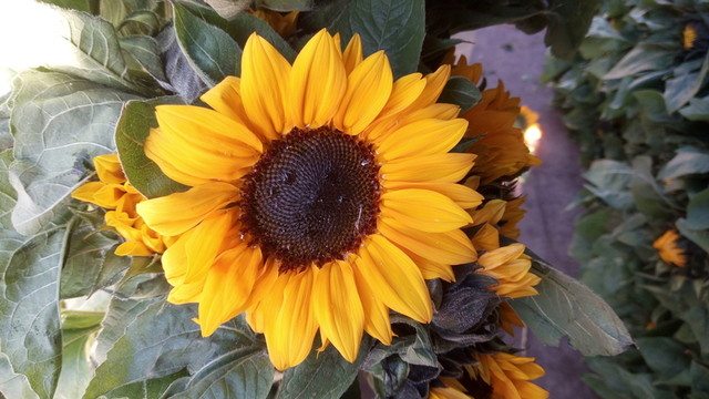 向陽花 太陽花 鮮花照片