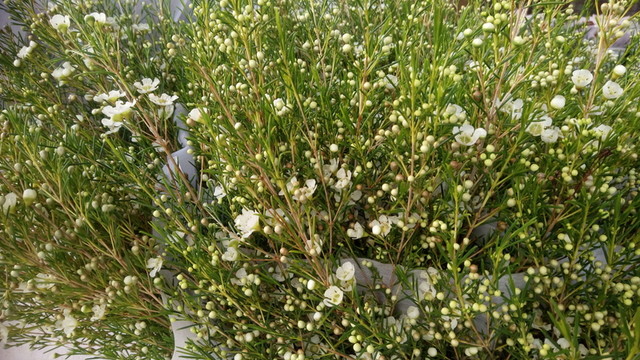 小碎花 小鮮花 鮮花背景