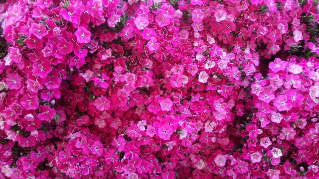 小碎花 紫紅花 小紫紅花