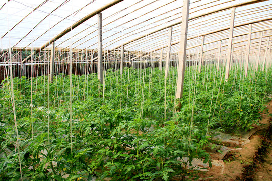 蔬菜大棚
