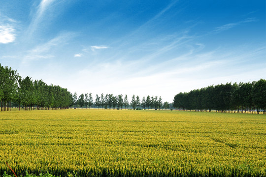 農(nóng)田