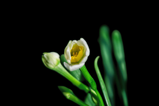 水仙花