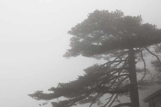霧 松 山 云 樹 自然 森林