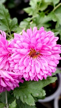 菊花