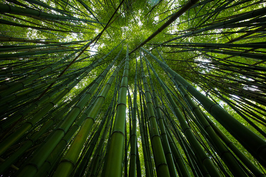 竹林