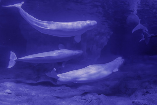 海洋魚群